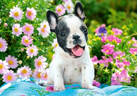 PUZZLE 500 ELEMENTÓW FRENCH BULLDOG PUPPY CASTORLAND B-53650 CASTOR